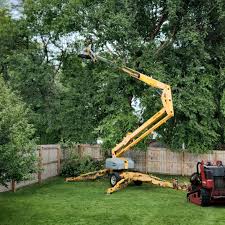 Professional Tree Removal and Landscaping Services in Cleveland, OH